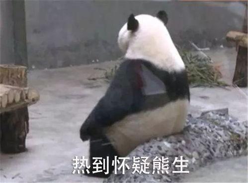 抖音网红熊猫娅黑料系列,娅黑料系列深度剖析