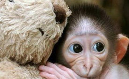 网红小猴子黑料是真的吗,是真是假?